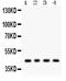 Adiponectin Receptor 1 antibody, PB9418, Boster Biological Technology, Western Blot image 