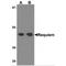 Double PHD Fingers 2 antibody, MBS150805, MyBioSource, Western Blot image 