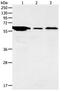 ADCYAP Receptor Type I antibody, orb107600, Biorbyt, Western Blot image 