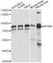 Myoneurin antibody, LS-C749896, Lifespan Biosciences, Western Blot image 
