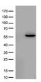 BMP2B antibody, UM500038CF, Origene, Western Blot image 