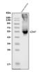 CD47 Molecule antibody, A00360-2, Boster Biological Technology, Western Blot image 