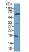 Caspase 8 antibody, LS-C293223, Lifespan Biosciences, Western Blot image 