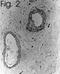Endothelin 1 antibody, NB300-526, Novus Biologicals, Immunohistochemistry frozen image 