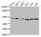 Succinate-CoA Ligase GDP-Forming Beta Subunit antibody, CSB-PA846636LA01HU, Cusabio, Western Blot image 