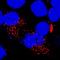 Granzyme B antibody, MAB2906, R&D Systems, Immunofluorescence image 