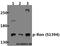 Macrophage Stimulating 1 Receptor antibody, A01532S1394, Boster Biological Technology, Western Blot image 