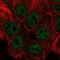 Snail Family Transcriptional Repressor 3 antibody, NBP2-58845, Novus Biologicals, Immunocytochemistry image 