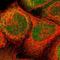 Zinc Finger Protein 157 antibody, NBP1-83130, Novus Biologicals, Immunofluorescence image 