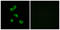 Carbonic Anhydrase 5B antibody, LS-C119814, Lifespan Biosciences, Immunofluorescence image 