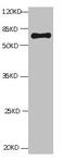 Albumin antibody, CSB-MAP027691E0m, Cusabio, Western Blot image 