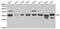 FBRL antibody, MBS127042, MyBioSource, Western Blot image 