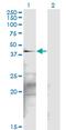 Serum/Glucocorticoid Regulated Kinase 2 antibody, MA5-20931, Invitrogen Antibodies, Western Blot image 