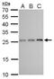 Nudix Hydrolase 21 antibody, PA5-78352, Invitrogen Antibodies, Western Blot image 