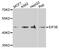 Eukaryotic Translation Initiation Factor 3 Subunit E antibody, abx004170, Abbexa, Western Blot image 