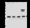 Golgi SNAP Receptor Complex Member 1 antibody, 203203-T46, Sino Biological, Western Blot image 