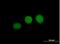 Wipi4 antibody, H00011152-B01P, Novus Biologicals, Immunofluorescence image 