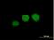 WD Repeat Domain 45 antibody, H00011152-B01P, Novus Biologicals, Immunofluorescence image 