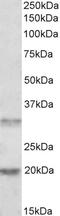 Imp2 antibody, 46-675, ProSci, Enzyme Linked Immunosorbent Assay image 