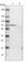 Acyl-CoA Dehydrogenase Very Long Chain antibody, HPA019006, Atlas Antibodies, Western Blot image 