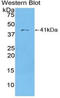 C-C Motif Chemokine Ligand 22 antibody, LS-C295250, Lifespan Biosciences, Western Blot image 