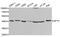 Aprataxin antibody, TA332642, Origene, Western Blot image 