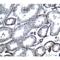 Ubiquitin D antibody, LS-C336291, Lifespan Biosciences, Immunohistochemistry paraffin image 