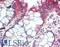 Phospholipase A1 Member A antibody, LS-B11135, Lifespan Biosciences, Immunohistochemistry paraffin image 