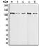 Death Domain Associated Protein antibody, LS-C352110, Lifespan Biosciences, Western Blot image 