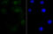 Retinoid X Receptor Alpha antibody, GTX01146, GeneTex, Immunofluorescence image 