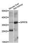 G Protein-Coupled Receptor 78 antibody, abx125903, Abbexa, Western Blot image 