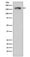 Proline, Glutamate And Leucine Rich Protein 1 antibody, GTX00668, GeneTex, Western Blot image 