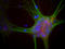 Synuclein Alpha antibody, LS-C204586, Lifespan Biosciences, Immunocytochemistry image 