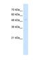 Protein naked cuticle homolog 1 antibody, NBP1-55270, Novus Biologicals, Western Blot image 