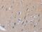 LIF Receptor Subunit Alpha antibody, MBS2518455, MyBioSource, Immunohistochemistry frozen image 