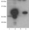 Nucleolar Protein 3 antibody, PA1-16860, Invitrogen Antibodies, Western Blot image 