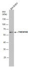 Transmembrane Protein 108 antibody, GTX123412, GeneTex, Western Blot image 