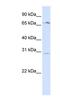 Olfactory Receptor Family 6 Subfamily C Member 75 antibody, NBP1-59362, Novus Biologicals, Western Blot image 