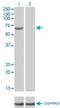 FA Complementation Group G antibody, H00002189-M01, Novus Biologicals, Western Blot image 
