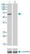 Fanconi anemia group G protein antibody, H00002189-M01, Novus Biologicals, Western Blot image 