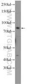 TRAF3 Interacting Protein 1 antibody, 14404-1-AP, Proteintech Group, Western Blot image 