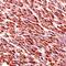 Desmin antibody, PA5-16705, Invitrogen Antibodies, Immunohistochemistry frozen image 