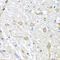 Insulin antibody, LS-C331895, Lifespan Biosciences, Immunohistochemistry frozen image 