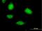 Sestrin-1 antibody, H00027244-B01P, Novus Biologicals, Immunocytochemistry image 