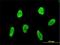 Retroviral integration site protein Fli-1 antibody, H00002313-M01, Novus Biologicals, Immunofluorescence image 