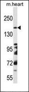 DCC Netrin 1 Receptor antibody, orb30334, Biorbyt, Western Blot image 