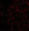 Interleukin 33 antibody, 4273, ProSci Inc, Immunofluorescence image 