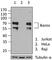 IKAROS Family Zinc Finger 1 antibody, 687102, BioLegend, Western Blot image 