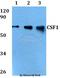 Colony Stimulating Factor 1 antibody, A00620, Boster Biological Technology, Western Blot image 