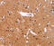 Interleukin 1 Receptor Associated Kinase 1 Binding Protein 1 antibody, MBS2517387, MyBioSource, Immunohistochemistry frozen image 